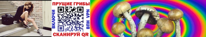 где найти наркотики  Бодайбо  Псилоцибиновые грибы Cubensis 